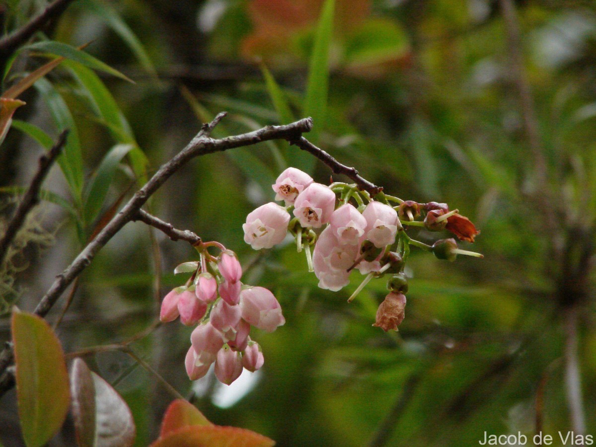 Vaccinium symplocifolium (D.Don ex G.Don) Alston